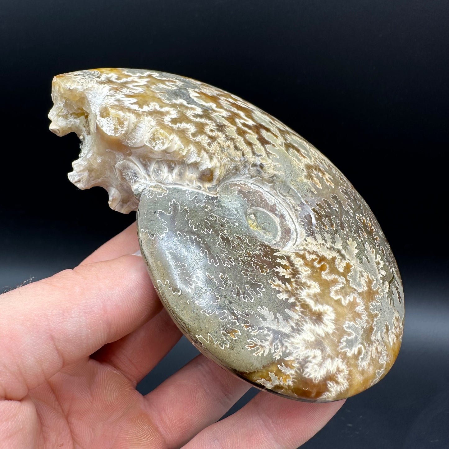 Cleoniceras Ammonite Fossil With Box And Stand - Cretaceous Ammonite Madagascar