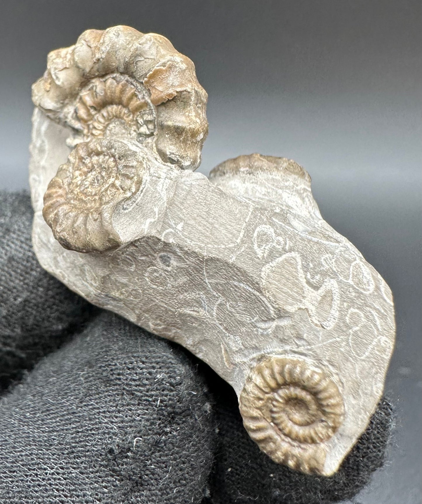 Gagaticeras Ammonite fossil with box and stand - Whitby, North Yorkshire Jurassic Coast Yorkshire Fossils