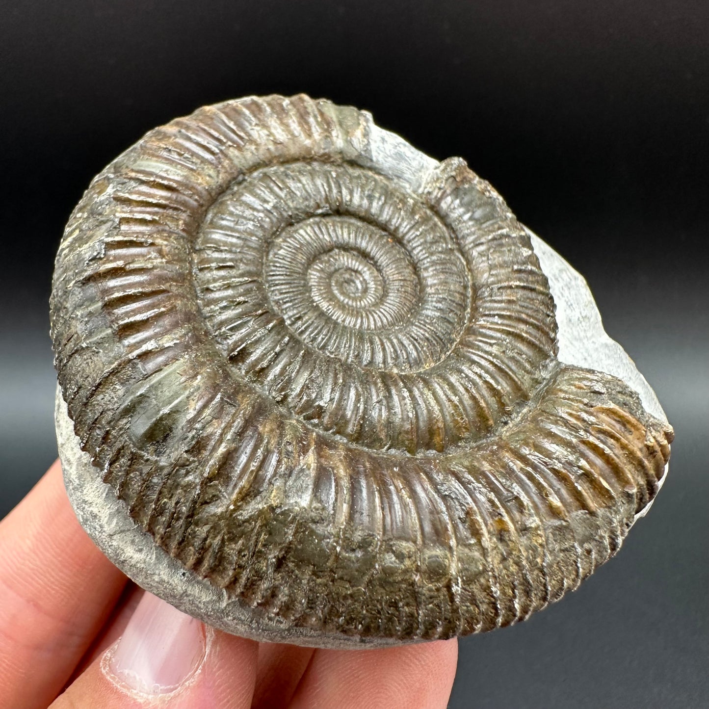 Dactylioceras Ammonite Fossil With Box And Stand - Whitby, North Yorkshire Jurassic Coast Yorkshire Fossils