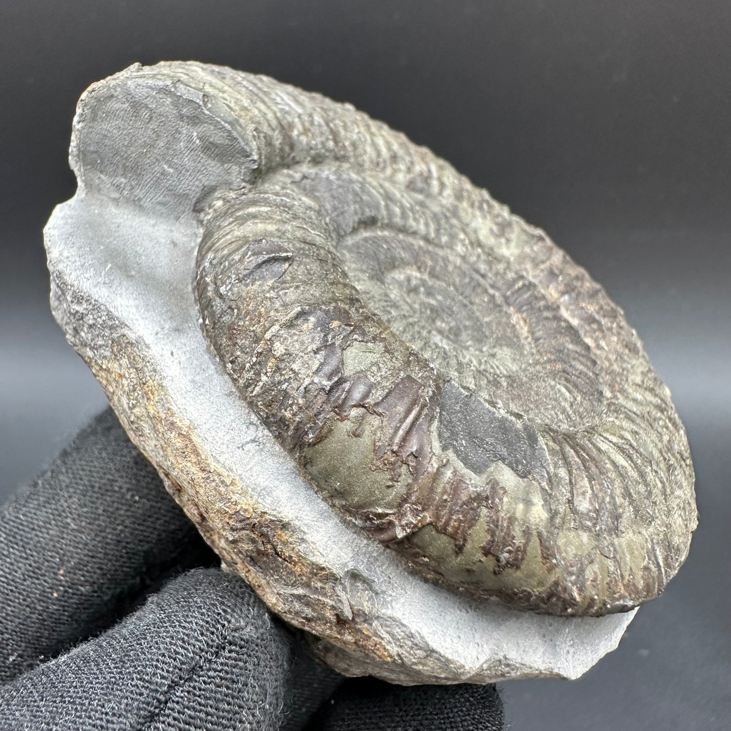 Dactylioceras Ammonite Fossil With Box And Stand - Whitby, North Yorkshire Jurassic Coast Yorkshire Fossils