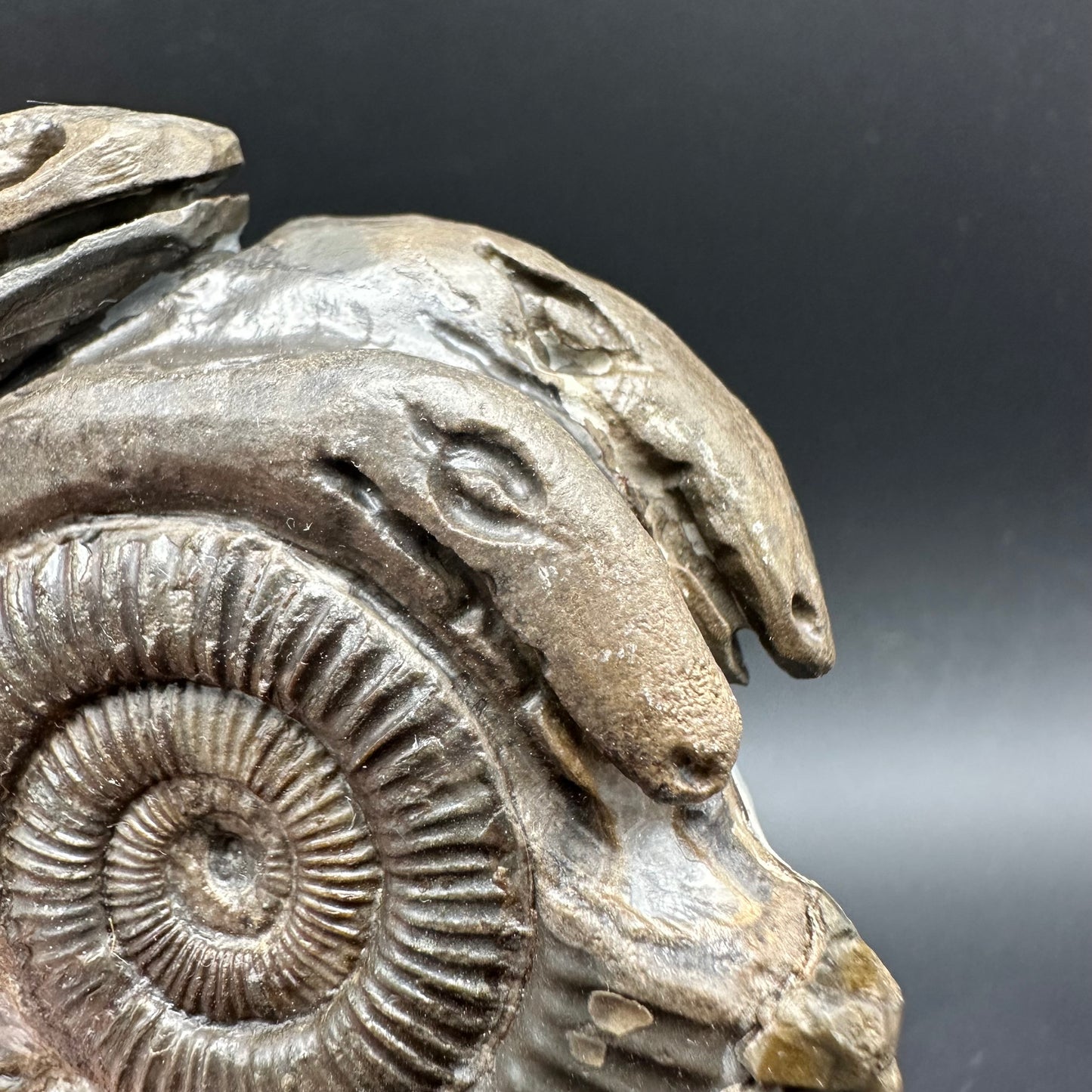 Hydra Snakestone Ammonite Fossil With Bag/Box And Stand - Whitby, North Yorkshire Jurassic Coast Yorkshire Fossils