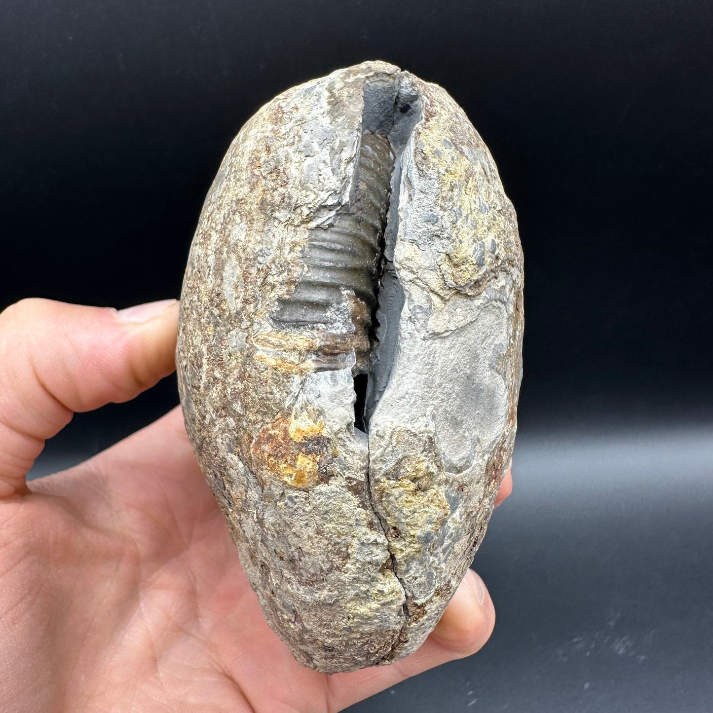 Dactylioceras Ammonite nodule (split pair) Fossil With Stand - Whitby, North Yorkshire Jurassic Coast Yorkshire Fossils
