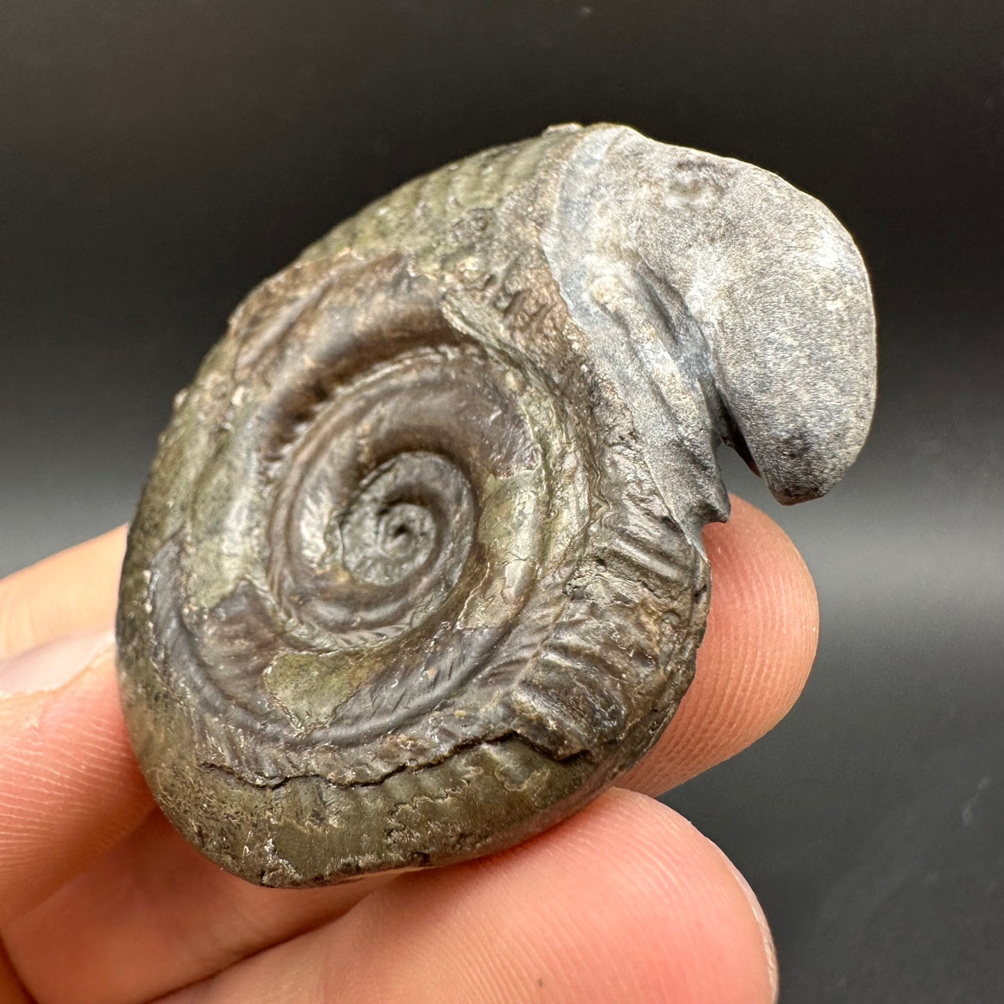 Snakestone Ammonite Fossil With Bag/Box And Stand - Whitby, North Yorkshire Jurassic Coast Yorkshire Fossils