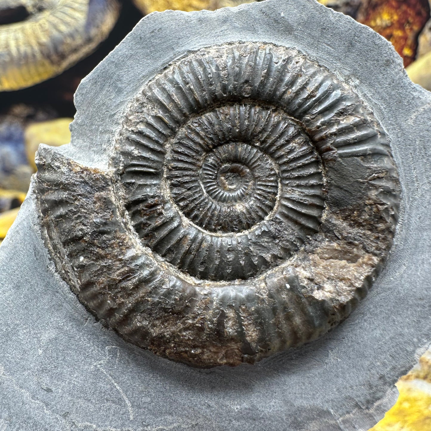 Dactylioceras ammonite fossil - Whitby, North Yorkshire Jurassic Coast