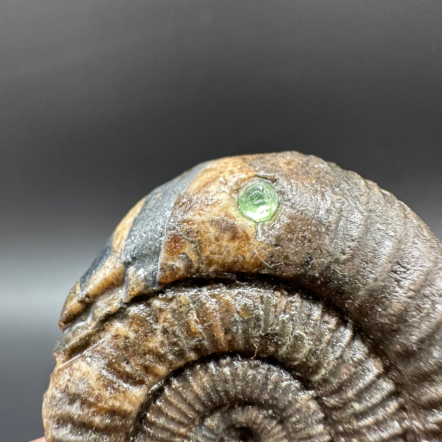 Snakestone Ammonite Fossil With Bag/Box And Stand - Whitby, North Yorkshire Jurassic Coast Yorkshire Fossils