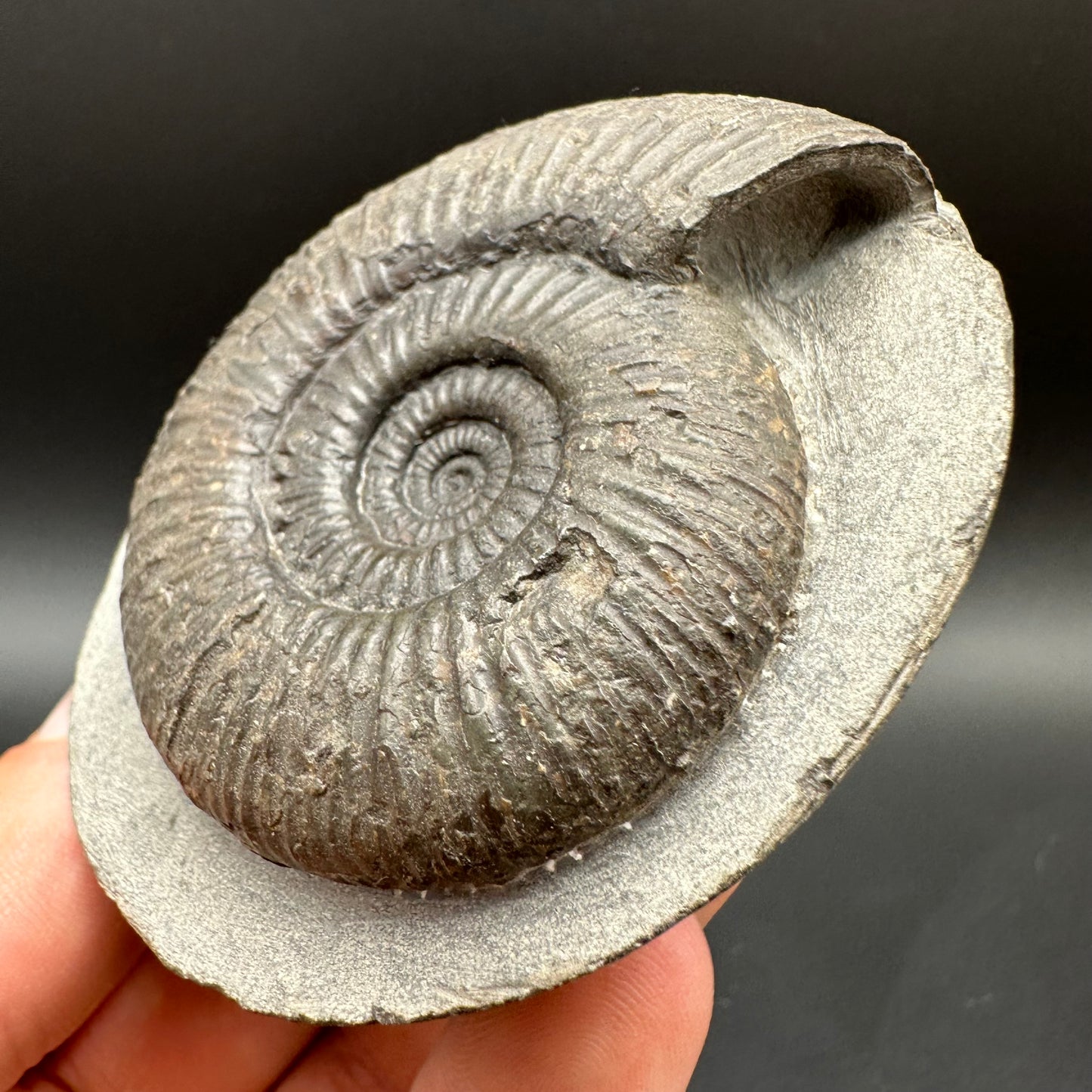 Dactylioceras semicelatum Ammonite fossil with box and stand - Whitby, North Yorkshire Jurassic Coast Yorkshire Fossils