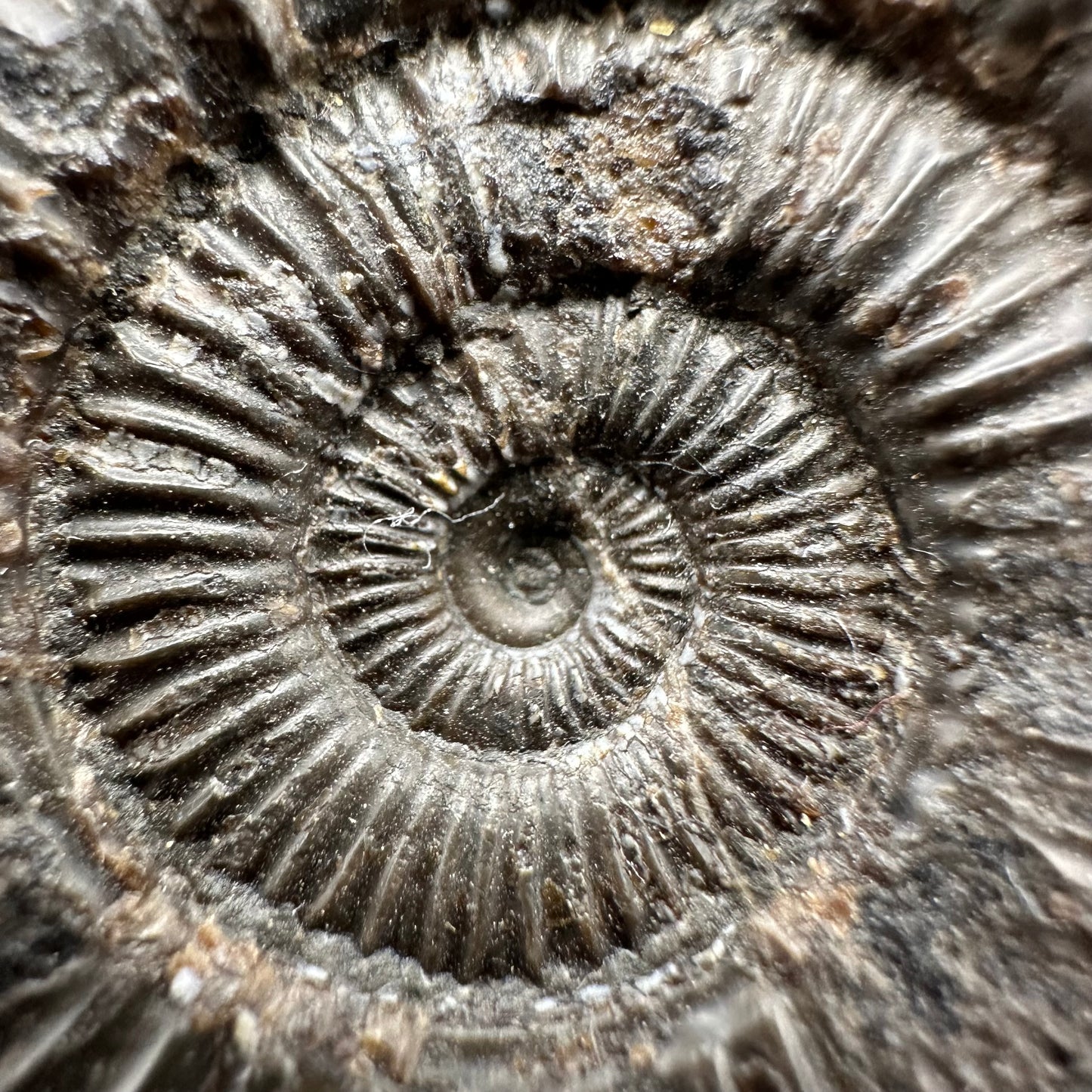 Dactylioceras Ammonite Fossil With Box And Stand - Whitby, North Yorkshire Jurassic Coast Yorkshire Fossils