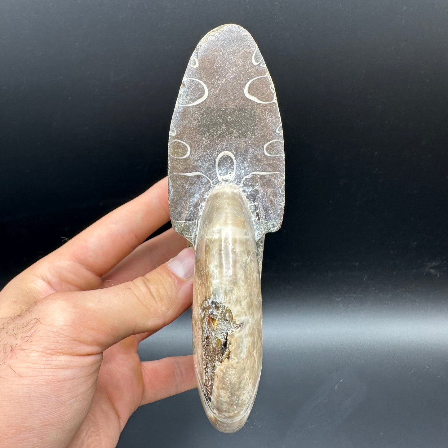 Cleoniceras Ammonite Fossil With Stand - Cretaceous Ammonite Madagascar