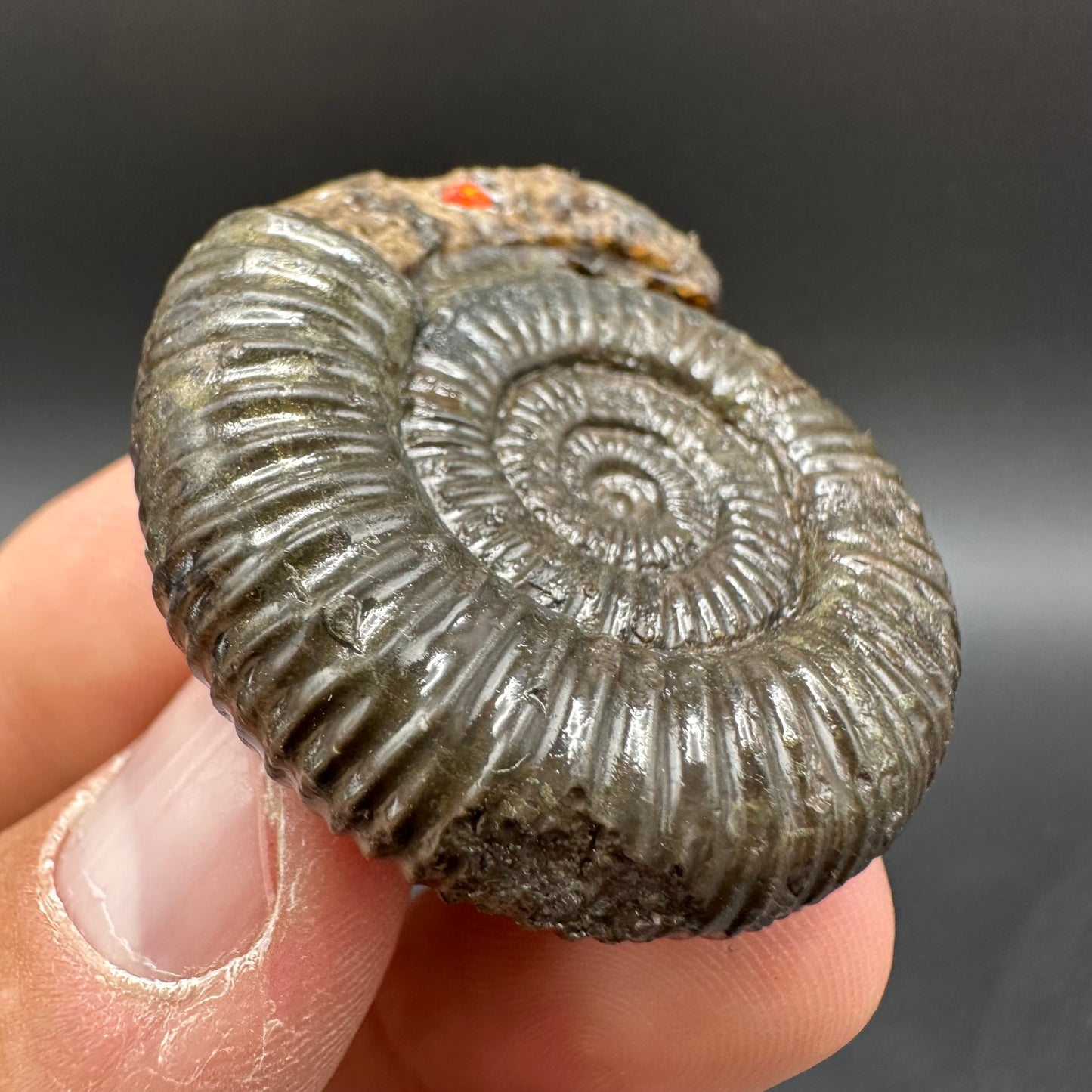 Snakestone Ammonite Fossil With Bag/Box And Stand - Whitby, North Yorkshire Jurassic Coast Yorkshire Fossils