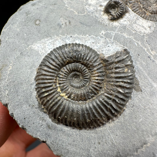 Dactylioceras Ammonite Fossil With Box And Stand - Whitby, North Yorkshire Jurassic Coast Yorkshire Fossils