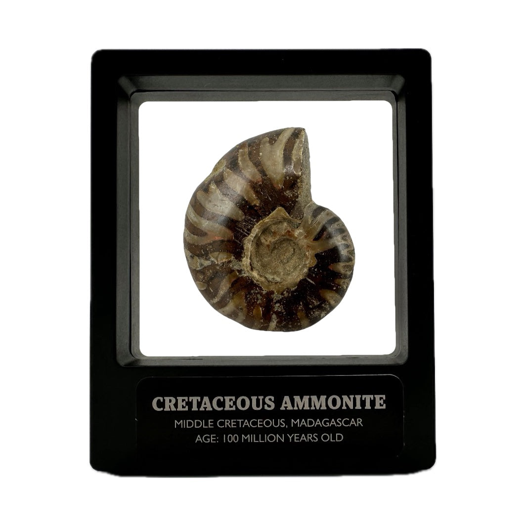 Shelled Madagascan Ammonite Fossil With Box And Display Case - Cretaceous Ammonite Fossil