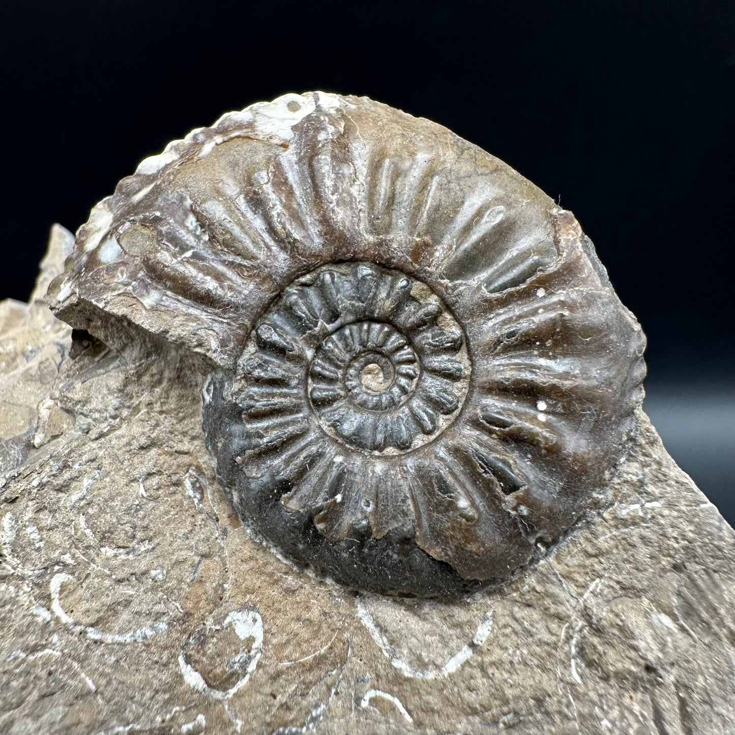 Amaltheus subnodosus Ammonite fossil with box and stand - Whitby, North Yorkshire Jurassic Coast Yorkshire Fossils