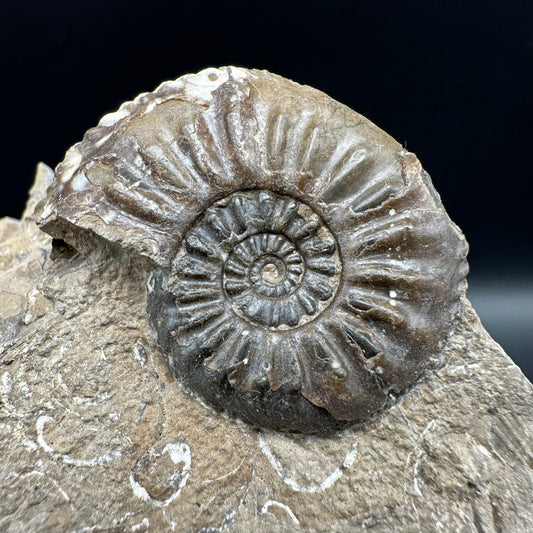 Amaltheus subnodosus Ammonite fossil with box and stand - Whitby, North Yorkshire Jurassic Coast Yorkshire Fossils