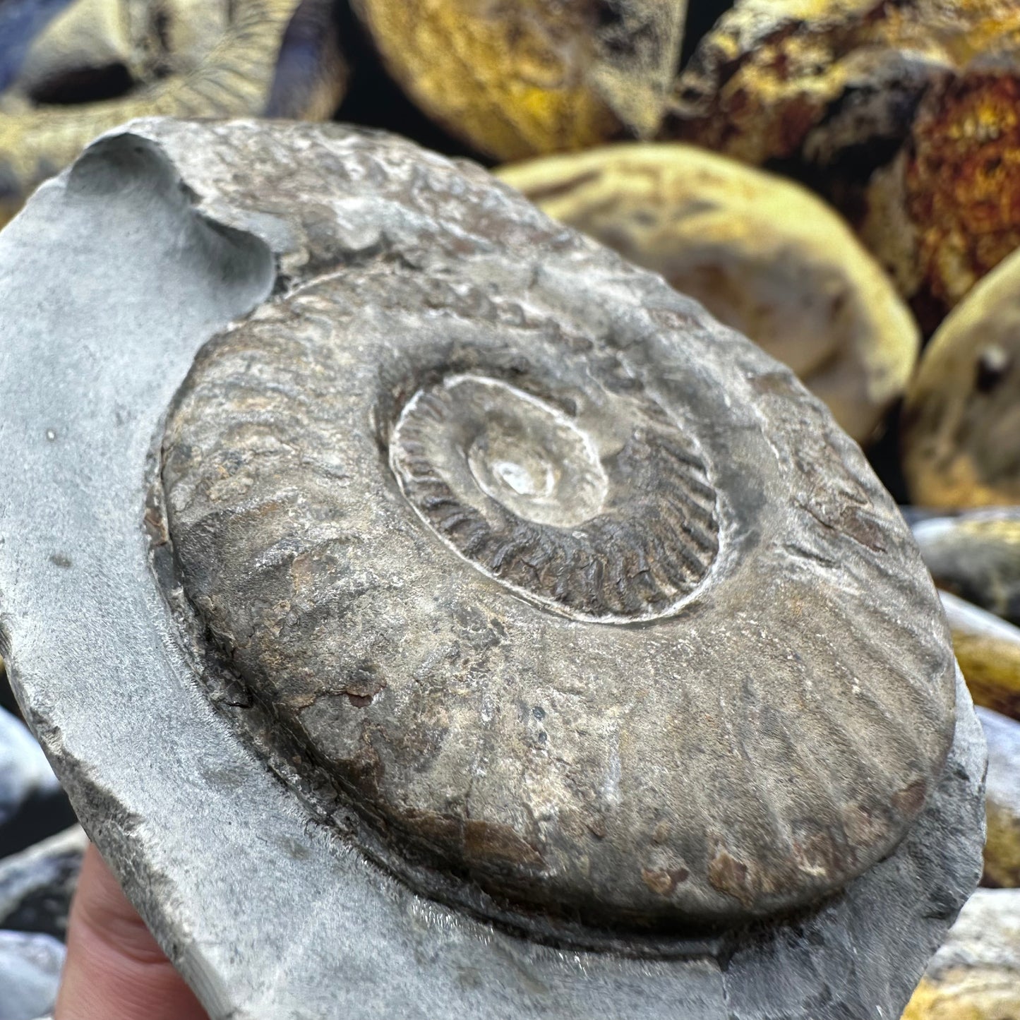 Hildoceras lusitanicum ammonite fossil - Whitby, North Yorkshire, Jurassic Coast, Yorkshire Fossils