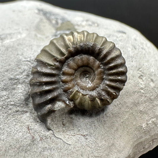 Promicroceras Ammonite shell fossil with box and stand - Whitby, North Yorkshire Jurassic Coast Yorkshire Fossils