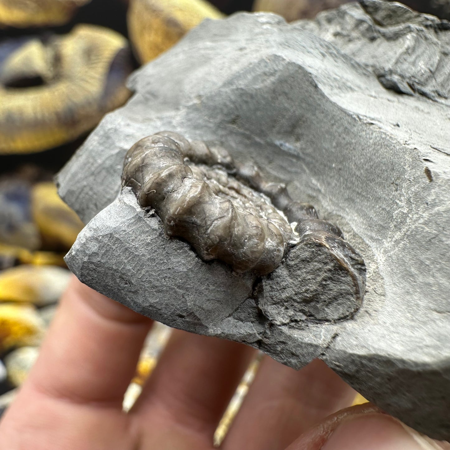 Gagaticeras ammonite fossil - Whitby, North Yorkshire