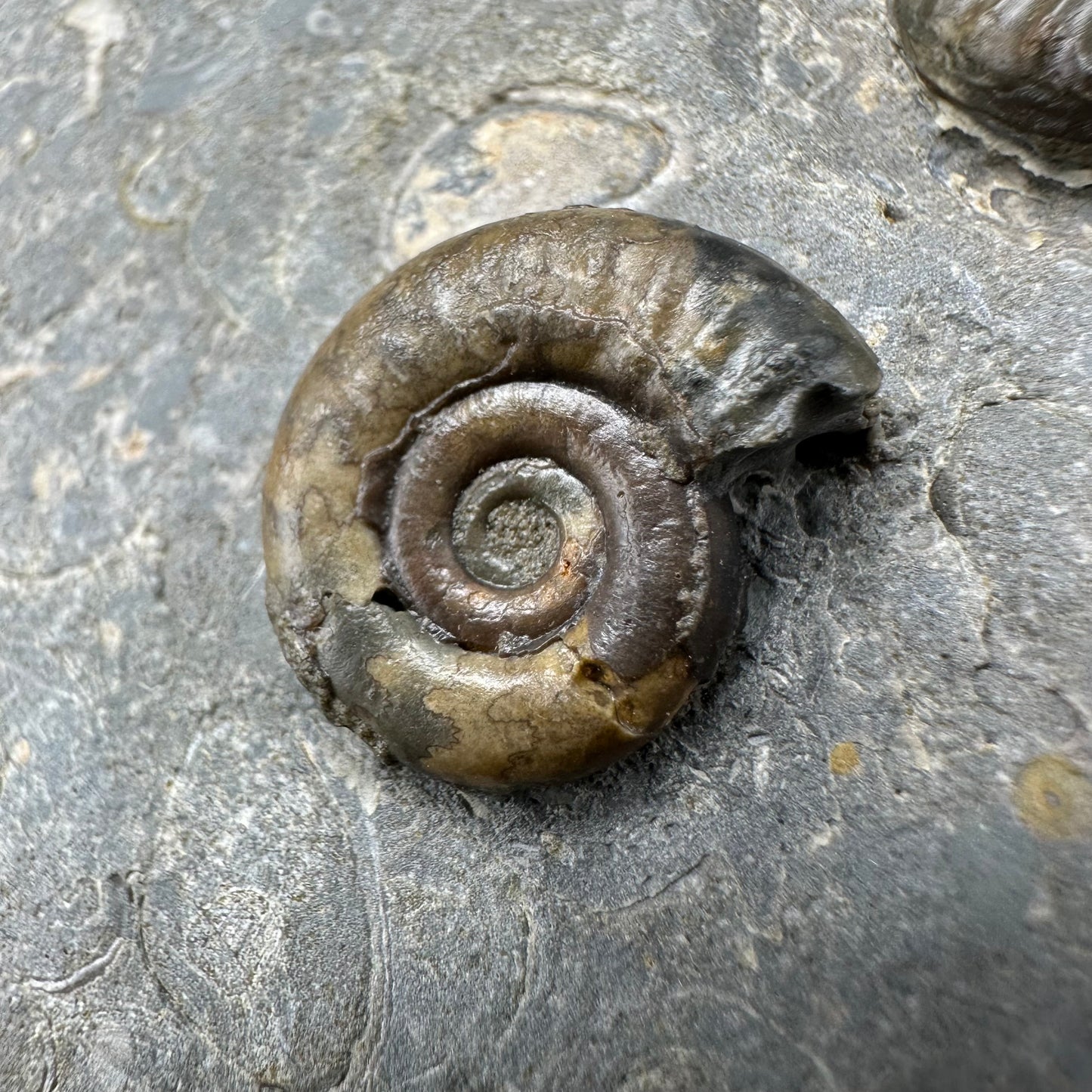 Arnioceras ammonite shell fossil with stand - Whitby, North Yorkshire Jurassic Coast Yorkshire Fossils