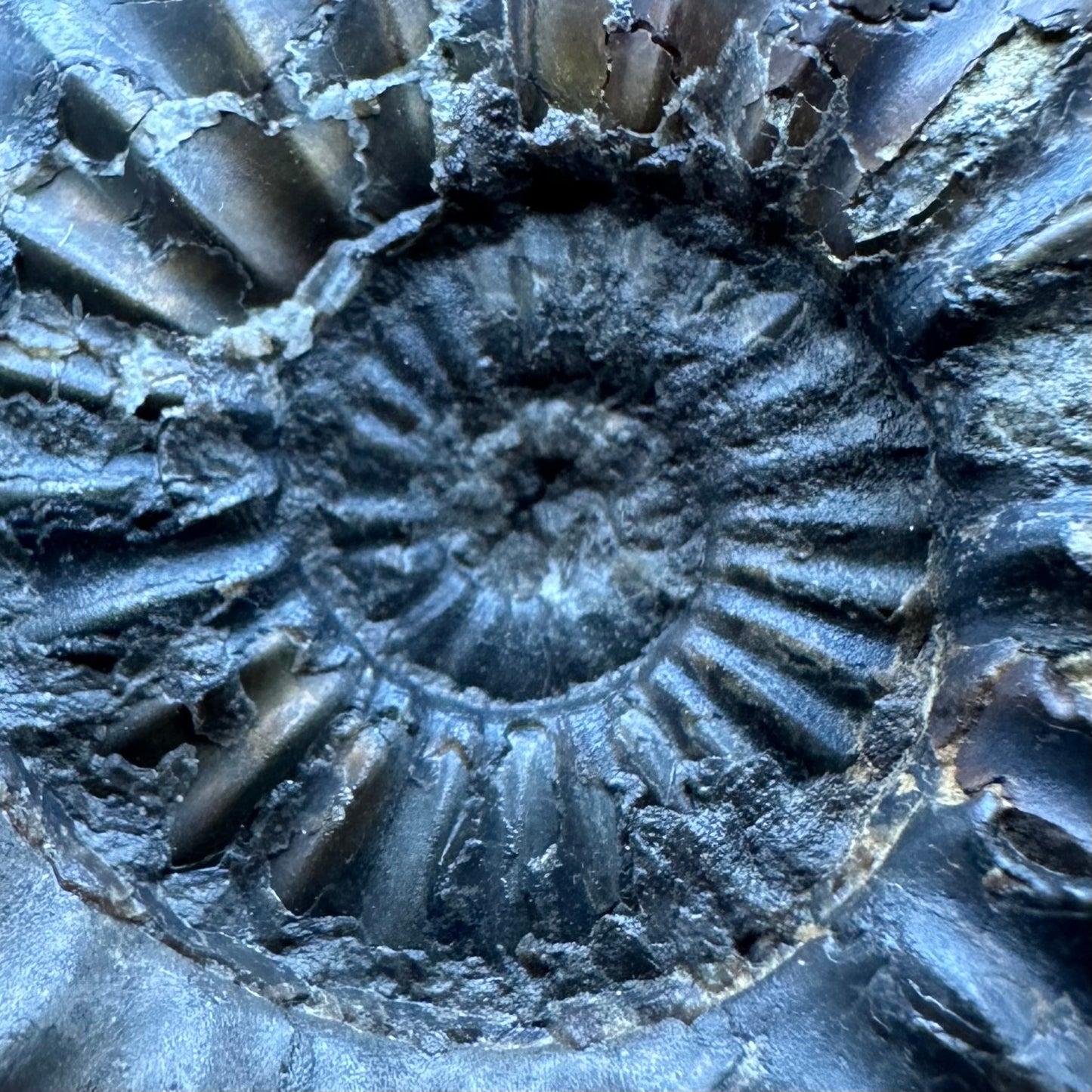 Aegasteroceras sagittarium ammonite fossil with box and stand - Whitby, North Yorkshire Jurassic Coast Yorkshire Fossils