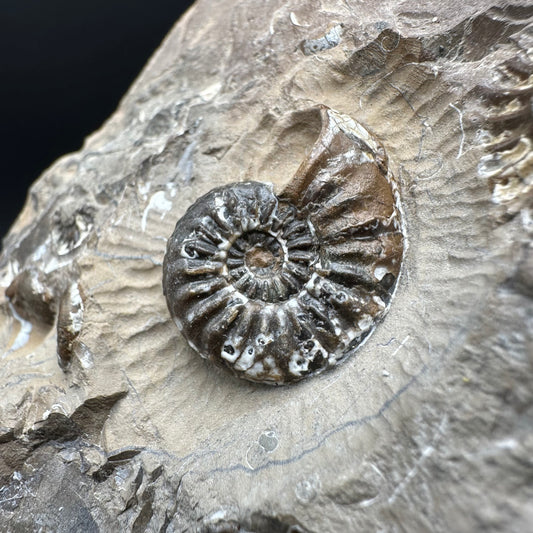 Amaltheus subnodosus Ammonite fossil with box and stand - Whitby, North Yorkshire Jurassic Coast Yorkshire Fossils
