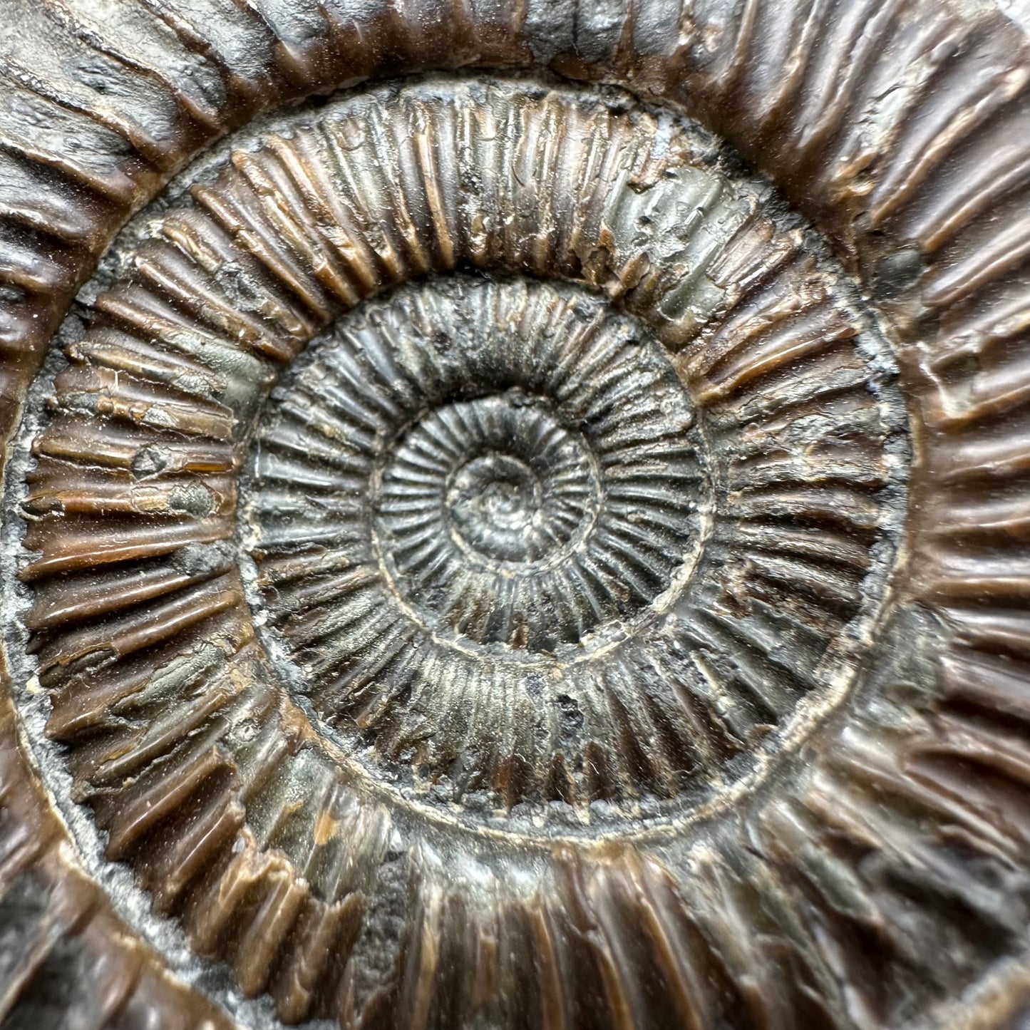 Dactylioceras Ammonite Fossil With Box And Stand - Whitby, North Yorkshire Jurassic Coast Yorkshire Fossils