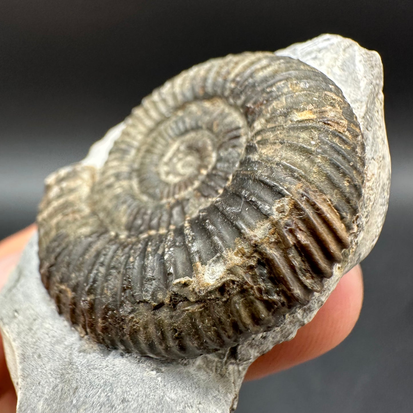 Dactylioceras Ammonite Fossil With Box And Stand - Whitby, North Yorkshire Jurassic Coast Yorkshire Fossils