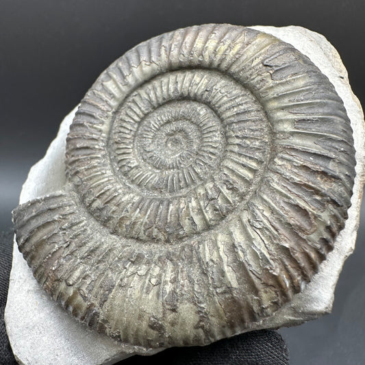 Dactylioceras Ammonite Fossil With Box And Stand - Whitby, North Yorkshire Jurassic Coast Yorkshire Fossils