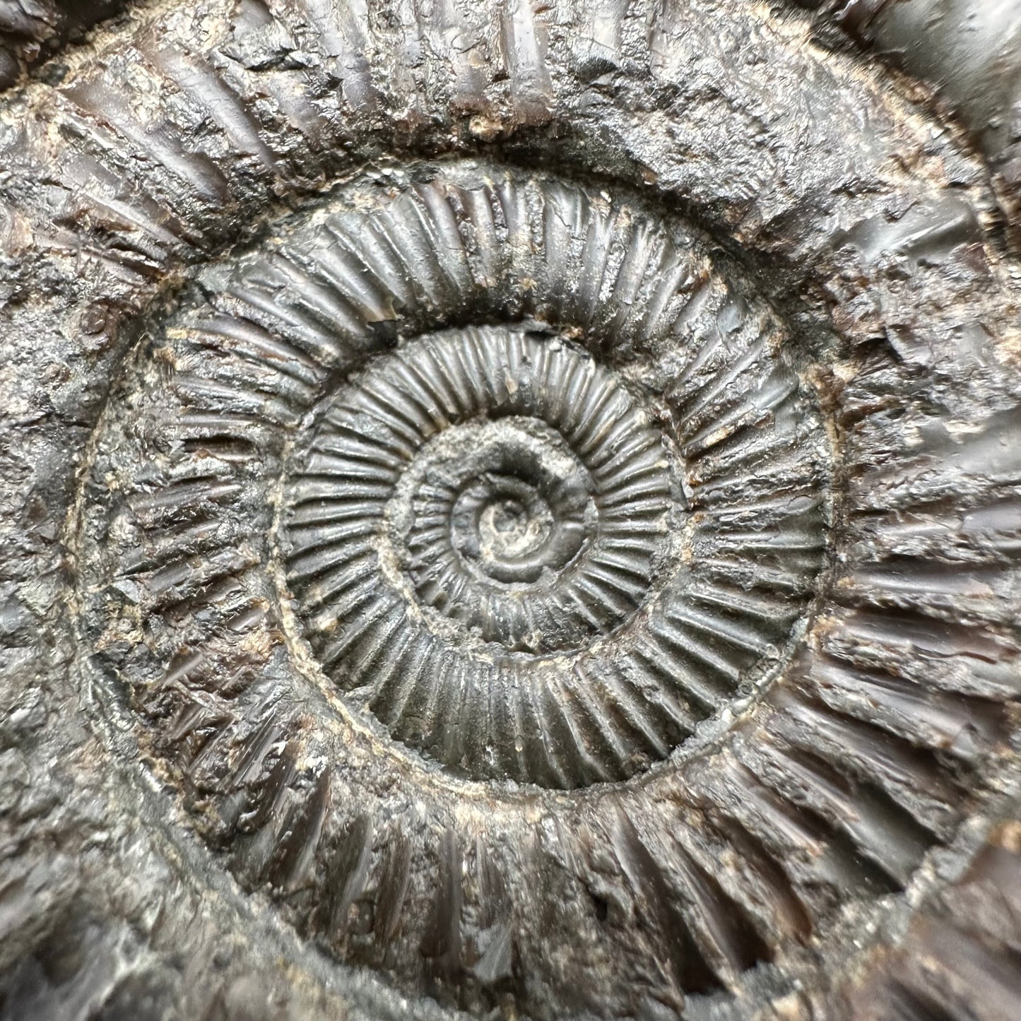 Dactylioceras Ammonite Fossil With Box And Stand - Whitby, North Yorkshire Jurassic Coast Yorkshire Fossils