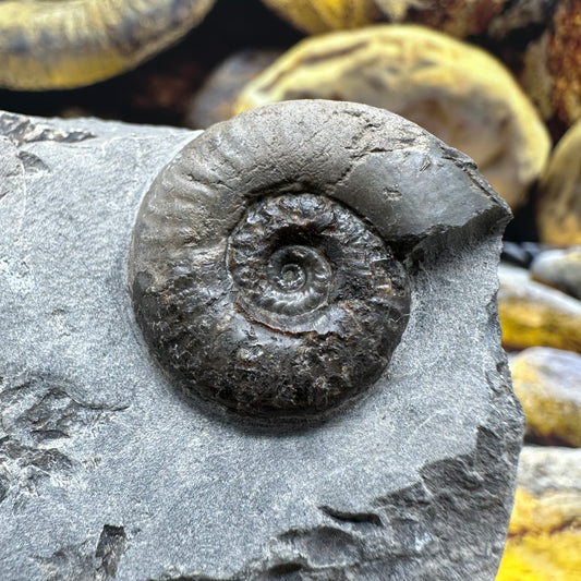 Grammoceras thoaurense ammonite shell fossil - Whitby, North Yorkshire