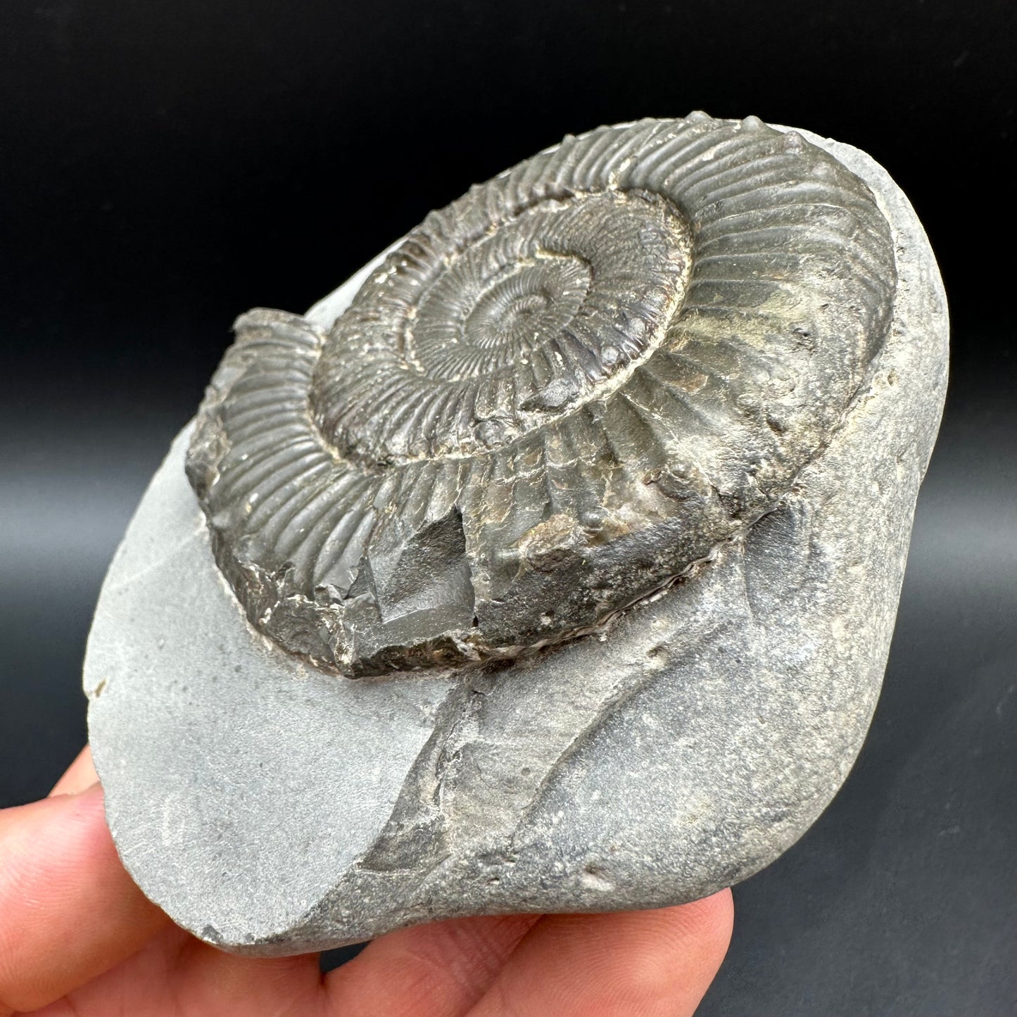 Peronoceras fibulatum Ammonite fossil with box and stand - Whitby, North Yorkshire Jurassic Coast Yorkshire Fossils
