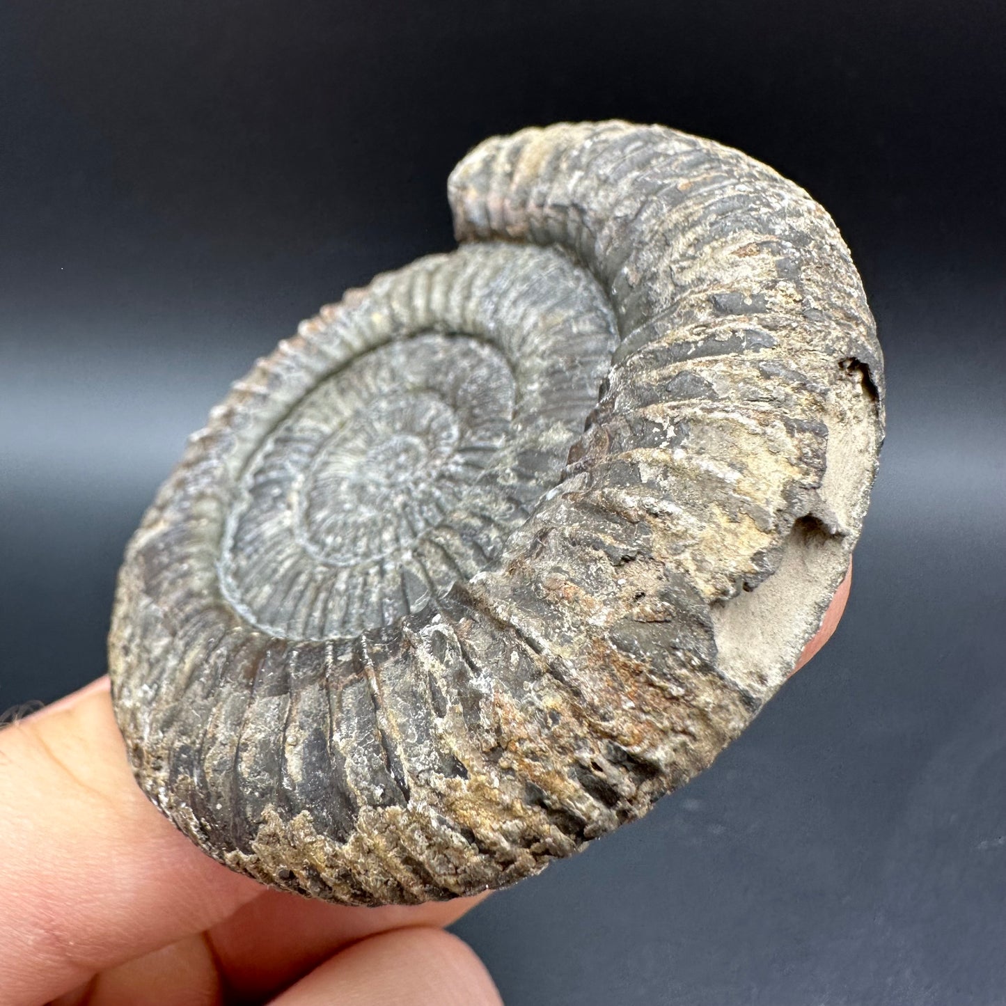 Dactylioceras Ammonite Fossil With Box And Stand - Whitby, North Yorkshire Jurassic Coast Yorkshire Fossils