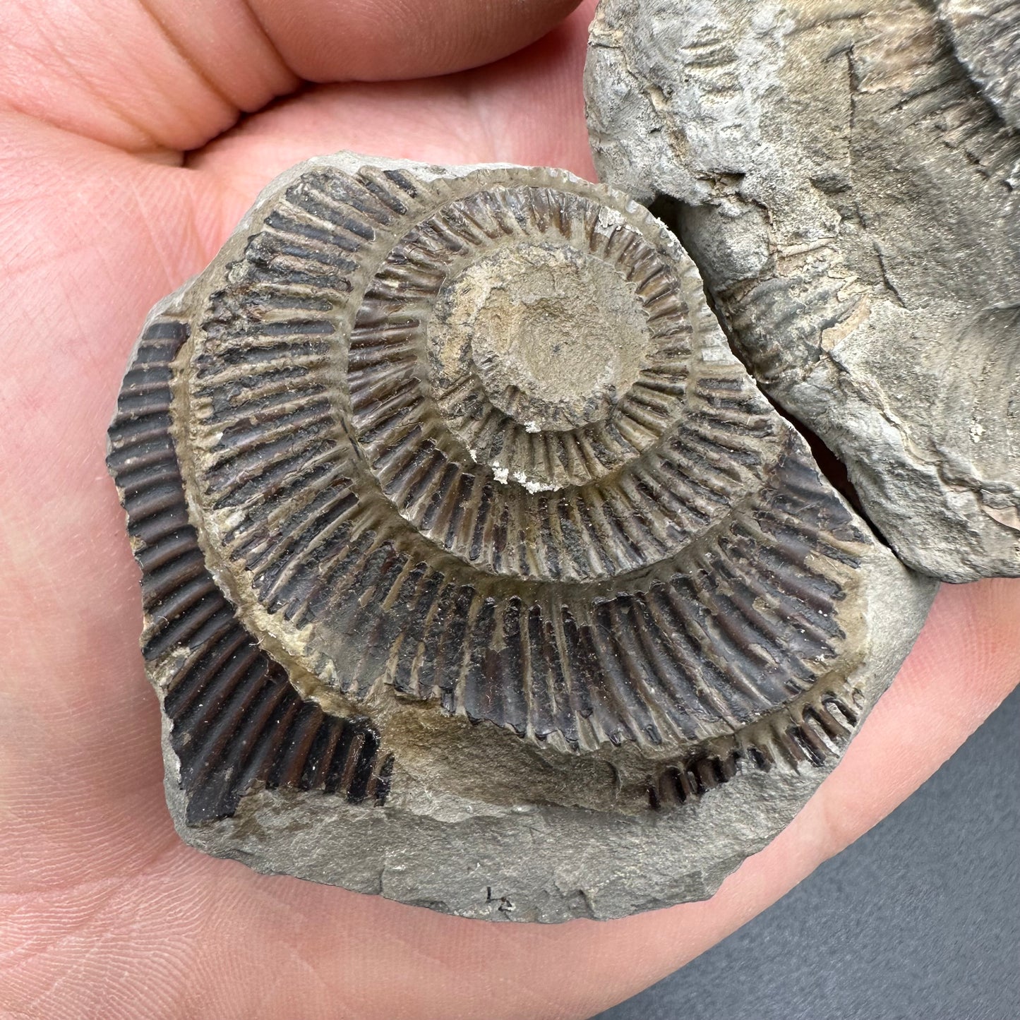 Dactylioceras imprint (negative) bundle ammonite shell fossil with box - Whitby, North Yorkshire, Yorkshire Fossils