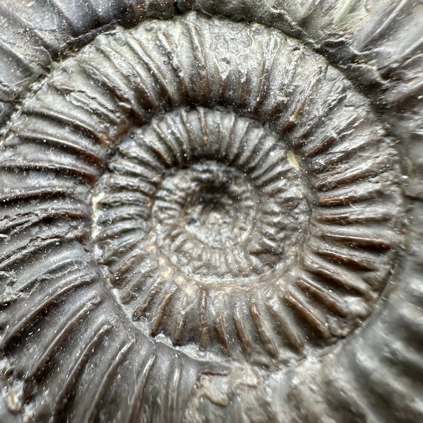 Catacoeloceras Sp. ammonite fossil with box and stand- Whitby, North Yorkshire Jurassic Coast Yorkshire Fossils