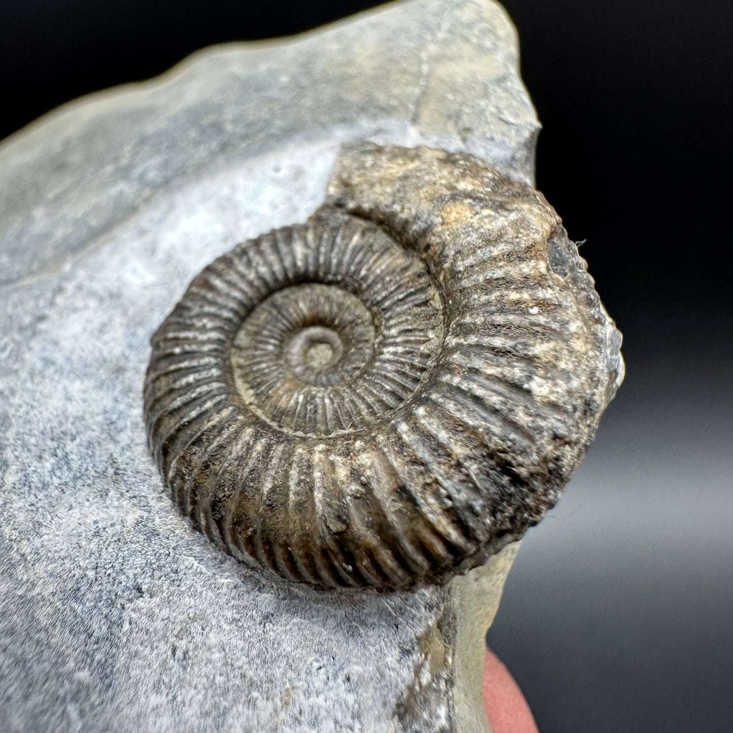 Dactylioceras Ammonite Fossil With Box And Stand - Whitby, North Yorkshire Jurassic Coast Yorkshire Fossils