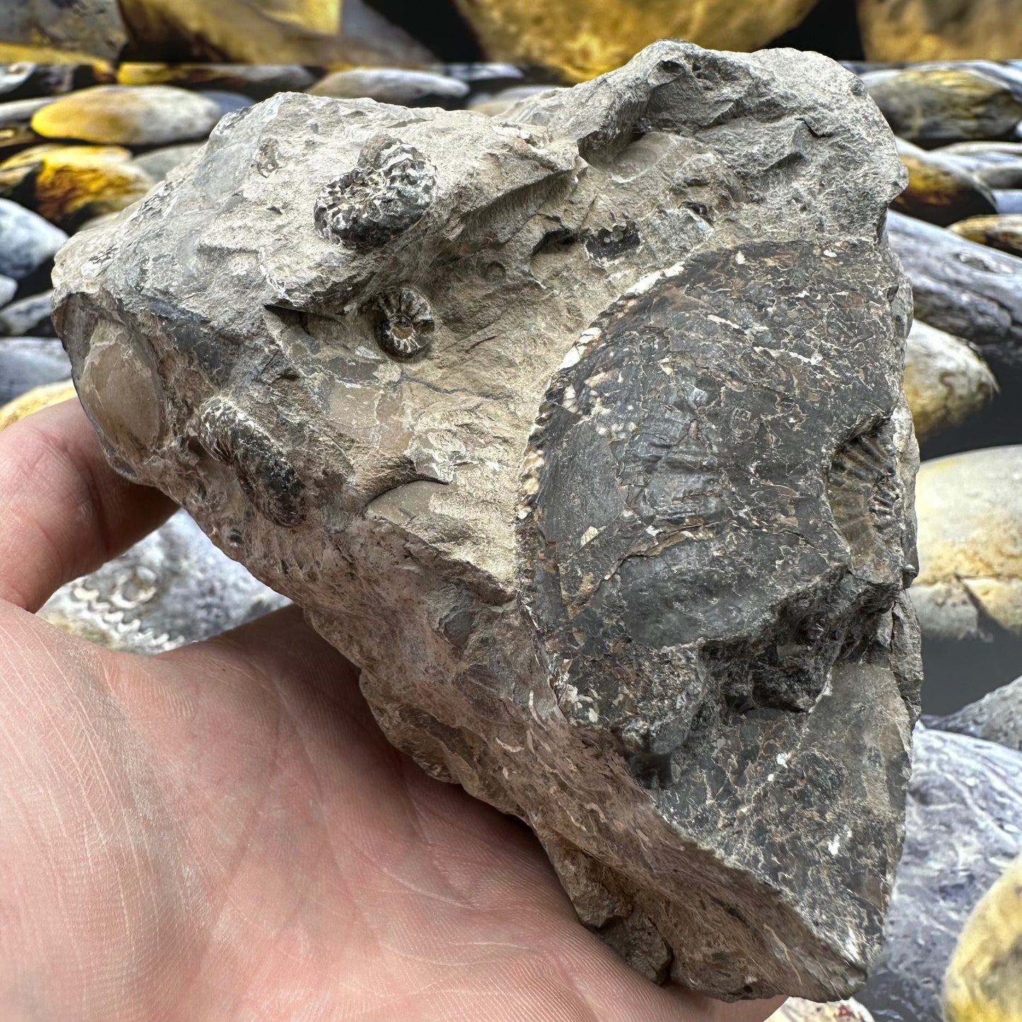 Amaltheus subnodosus ammonite fossil - Whitby, North Yorkshire Jurassic Coast, Yorkshire Fossils