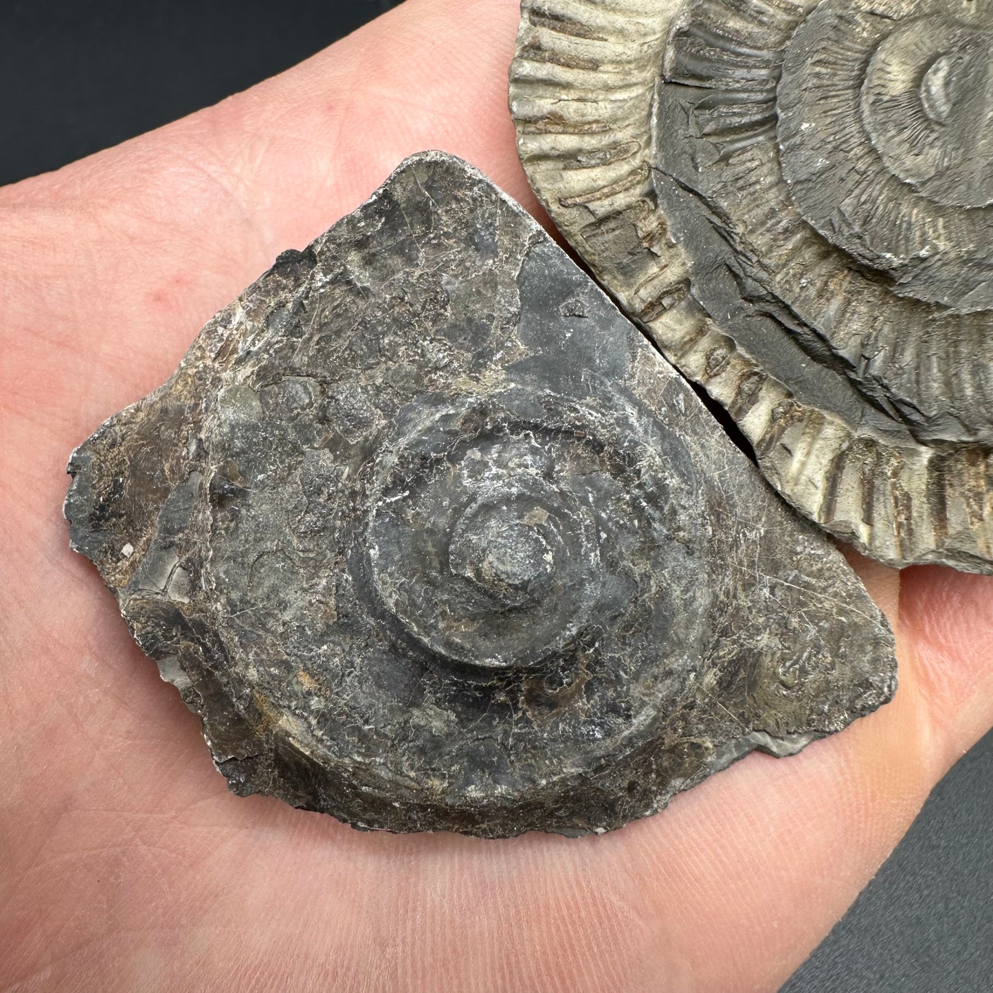 Dactylioceras imprint (negative) bundle ammonite shell fossil with box - Whitby, North Yorkshire, Yorkshire Fossils