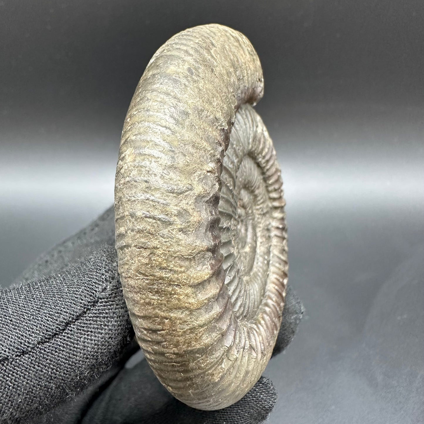 Dactylioceras Ammonite Fossil With Box And Stand - Whitby, North Yorkshire Jurassic Coast Yorkshire Fossils
