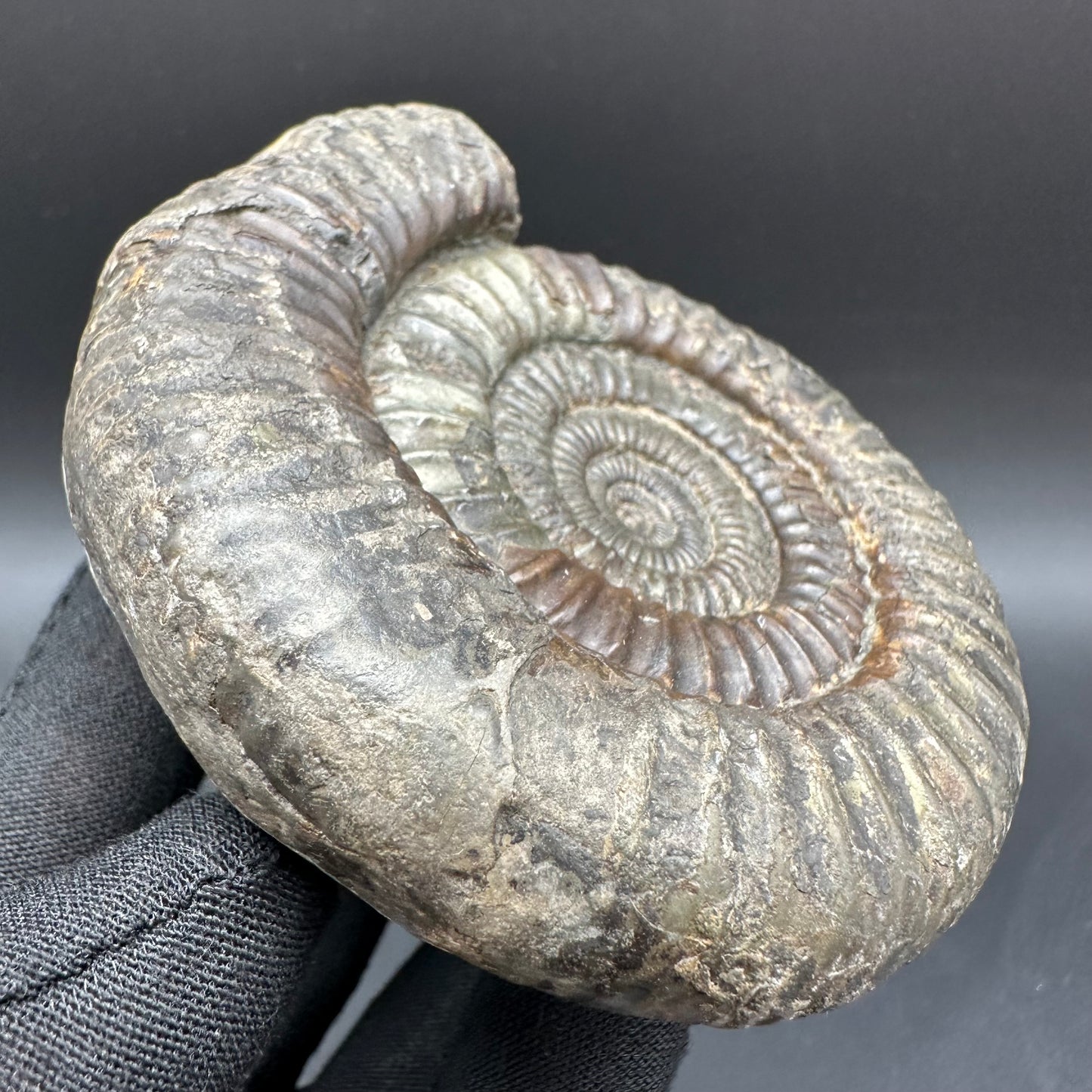 Dactylioceras Ammonite Fossil With Box And Stand - Whitby, North Yorkshire Jurassic Coast Yorkshire Fossils