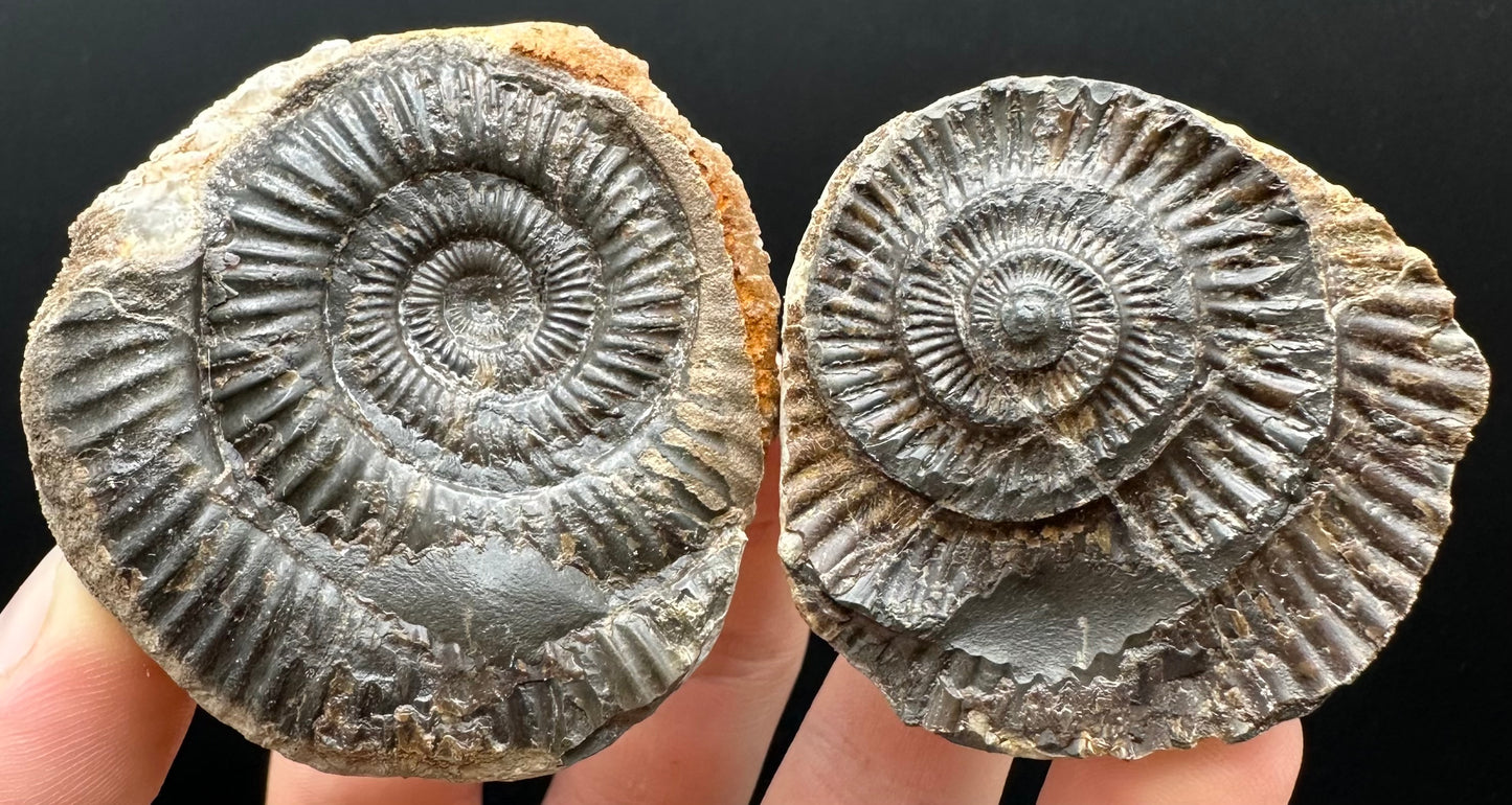 Dactylioceras Ammonite nodule (split pair) Fossil With Box And Stand - Whitby, North Yorkshire Jurassic Coast Yorkshire Fossils