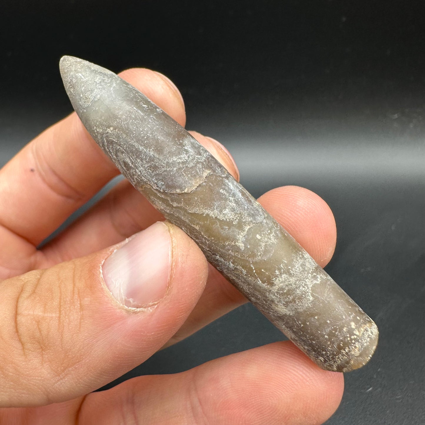Hibolite (Fossil Squid) shell fossil with box and stand - Whitby, North Yorkshire Jurassic Coast Yorkshire Fossils