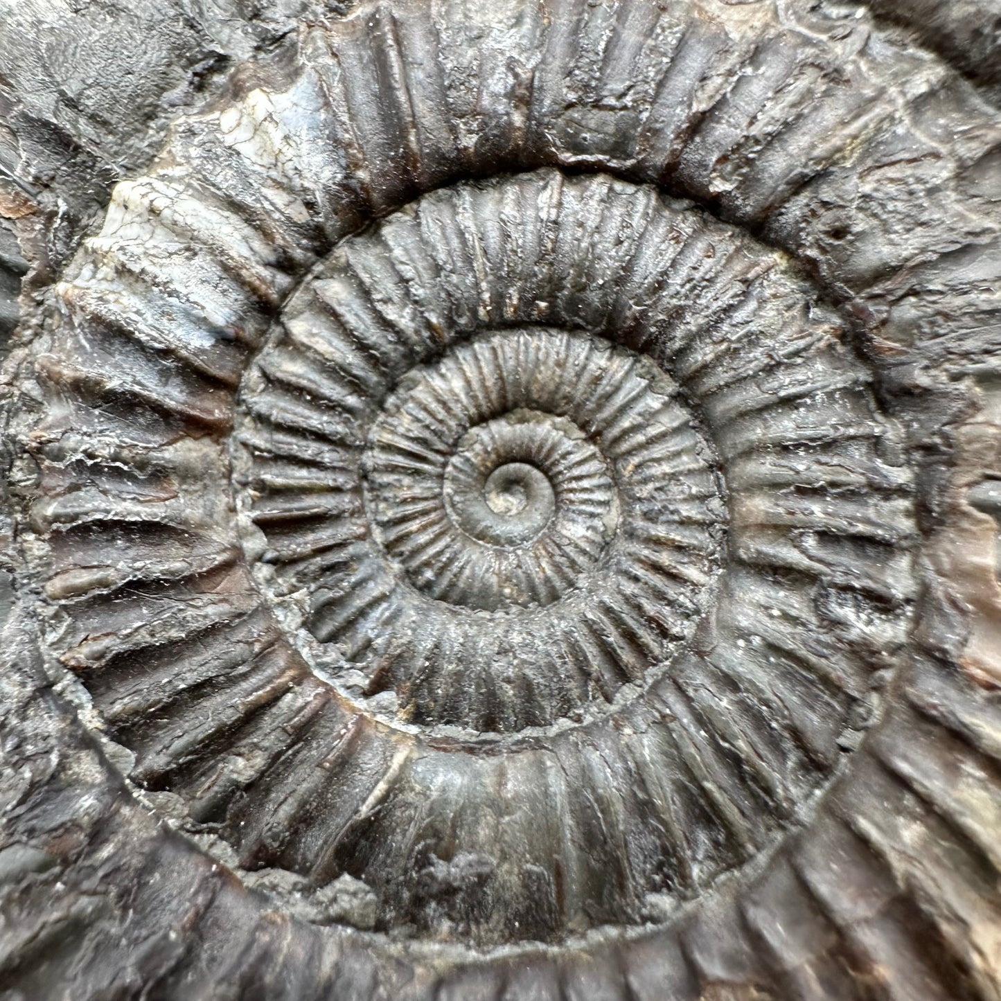 Dactylioceras Ammonite Fossil With Box And Stand - Whitby, North Yorkshire Jurassic Coast Yorkshire Fossils
