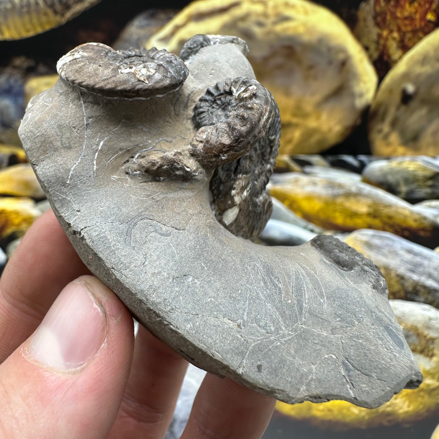 Amaltheus subnodosus ammonite fossil - Whitby, North Yorkshire