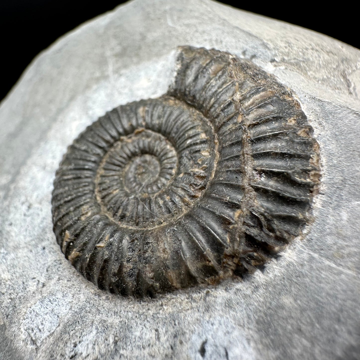 Dactylioceras Ammonite Fossil With Box And Stand - Whitby, North Yorkshire Jurassic Coast Yorkshire Fossils