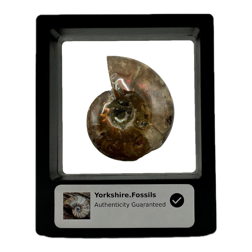 Red Iridescent Madagascan Ammonite Fossil With Box And Display Case - Cretaceous Ammonite Fossil