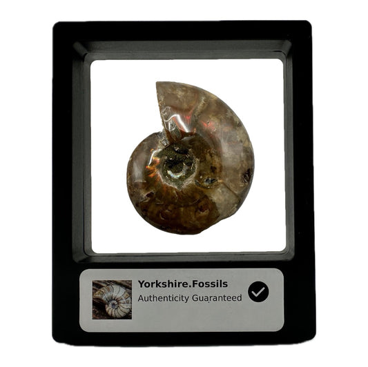 Red Iridescent Madagascan Ammonite Fossil With Box And Display Case - Cretaceous Ammonite Fossil Madagascar