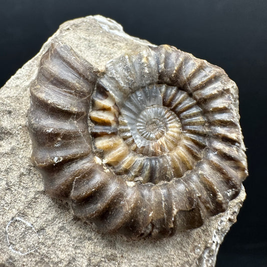 Androgynoceras capricornus Ammonite Fossil With Stand - Whitby, North Yorkshire Jurassic Coast Yorkshire Fossils