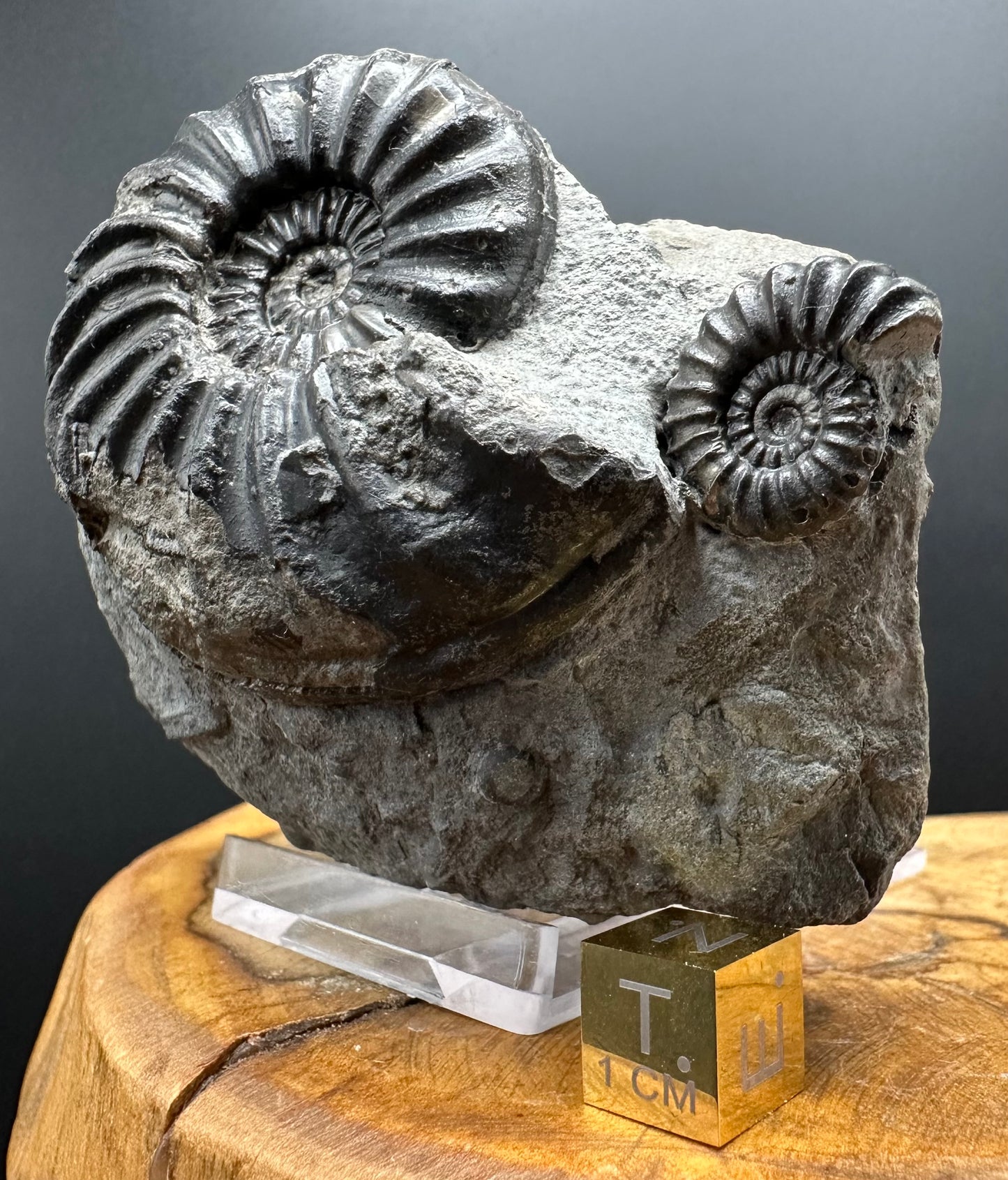 Asteroceras Ammonite fossil with box and stand - Whitby, North Yorkshire Jurassic Coast Yorkshire Fossils