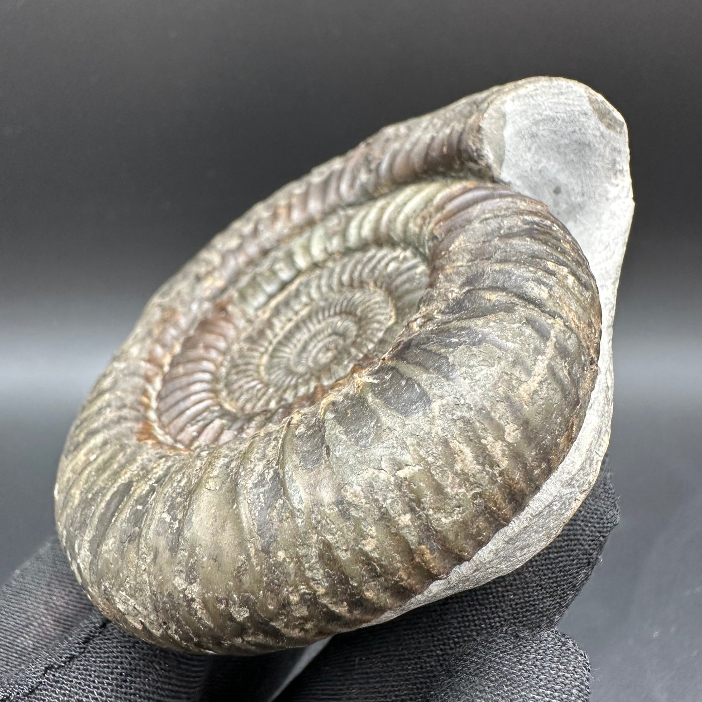 Dactylioceras Ammonite Fossil With Box And Stand - Whitby, North Yorkshire Jurassic Coast Yorkshire Fossils