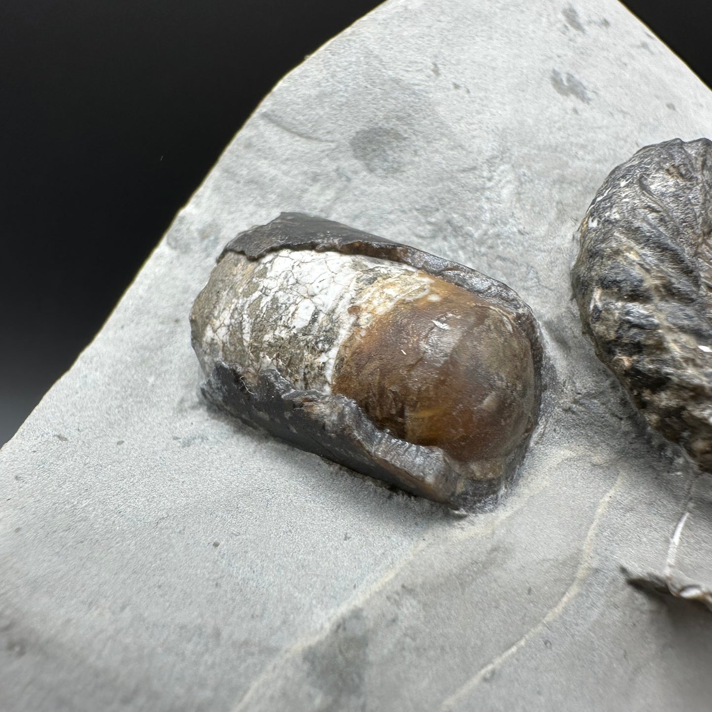 Oistoceras figulinum ammonite fossil / Belemnite Phragmocone with box and stand - Whitby, North Yorkshire Jurassic Coast Yorkshire Fossils