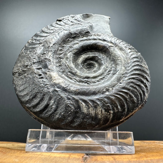 Hildoceras semipolitum Ammonite fossil with box and stand - Whitby, North Yorkshire Jurassic Coast, Yorkshire Fossils from the Jurassic Coast