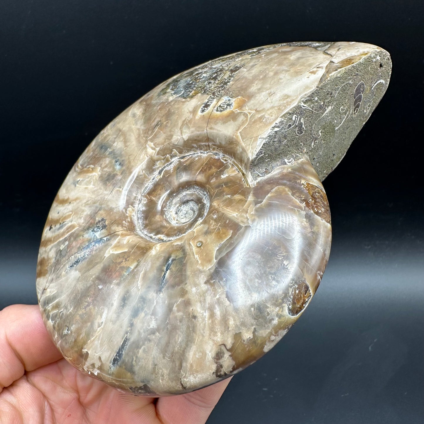 Cleoniceras Ammonite Fossil With Stand - Cretaceous Ammonite Madagascar
